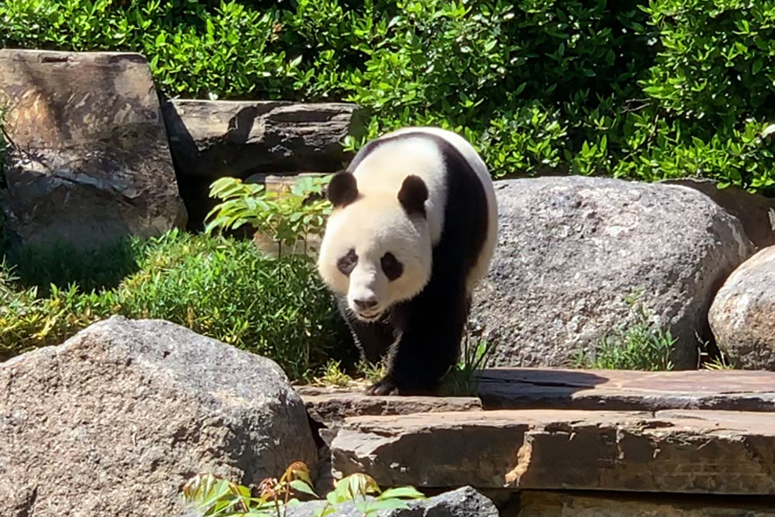 Adelaide Zoo Panda experience