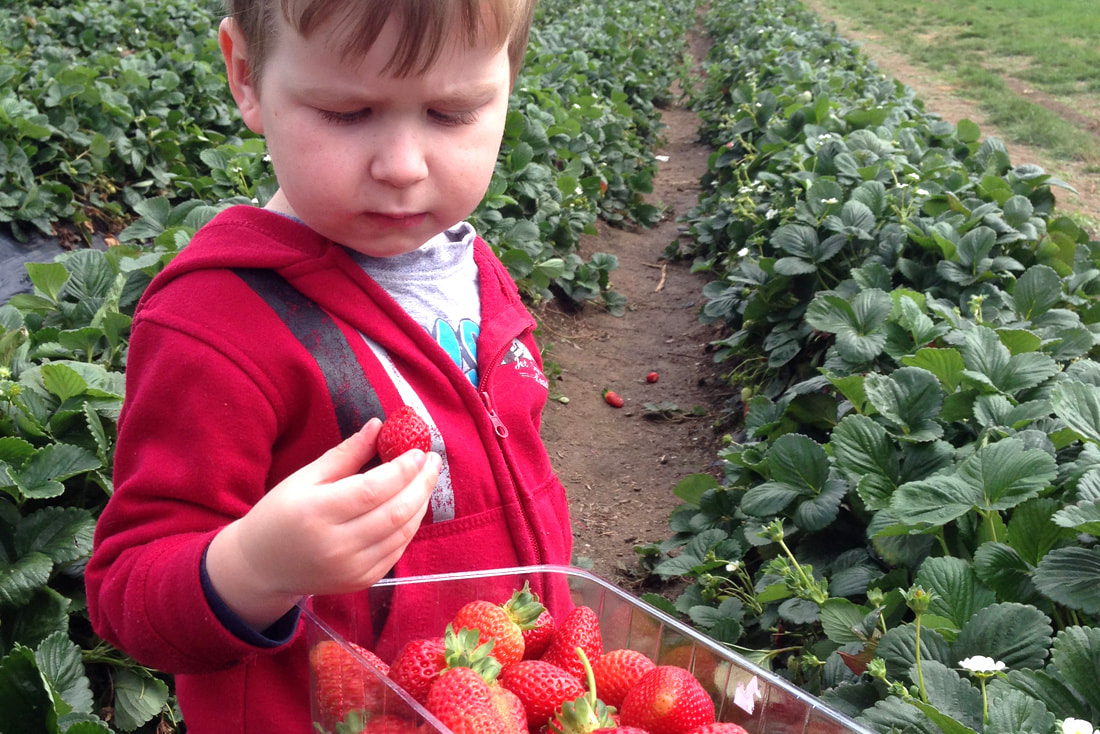 Beerenberg Farm and Strawberry Patch
